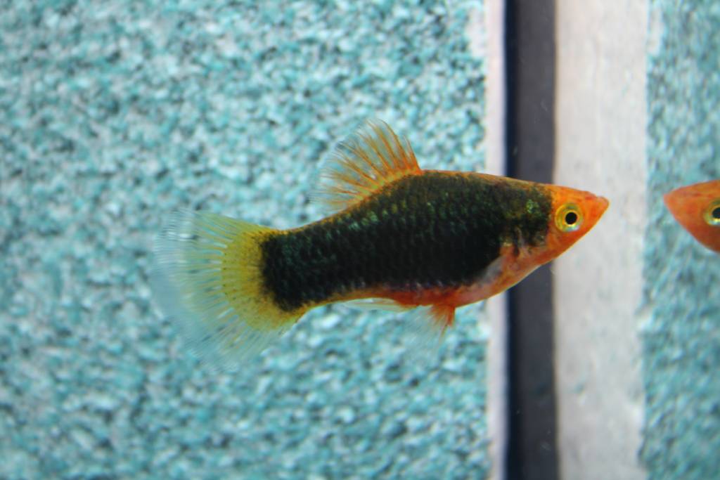 Xiph.maculatus   Platy zwart M